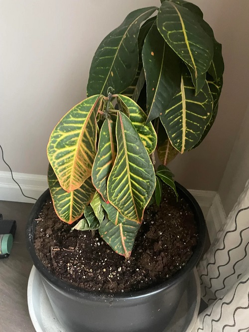 indoor plant wilting
