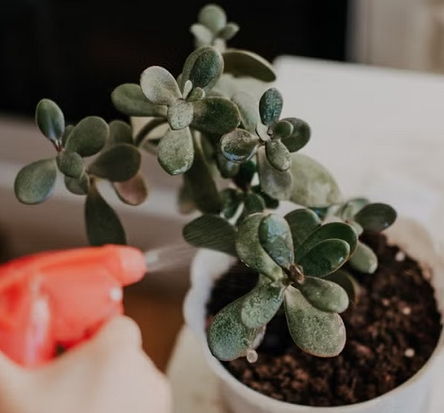Fertilizer indoor plants