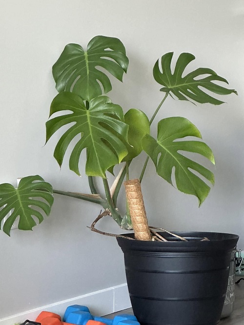 monstera Growing Sideways