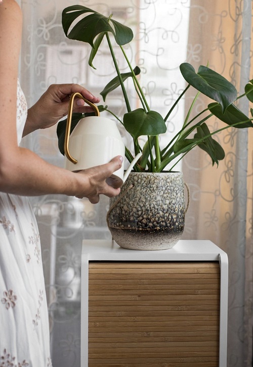 monstera watering