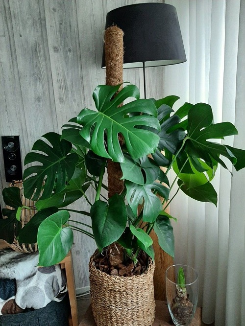 Monstera moss pole