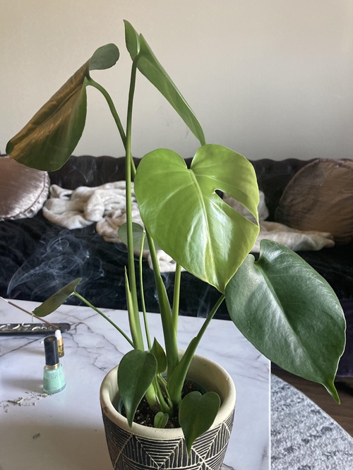 Monstera Growing Leaves Without Holes