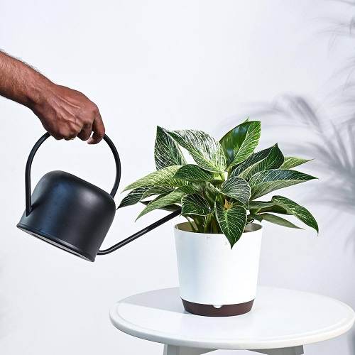 philodendron watering