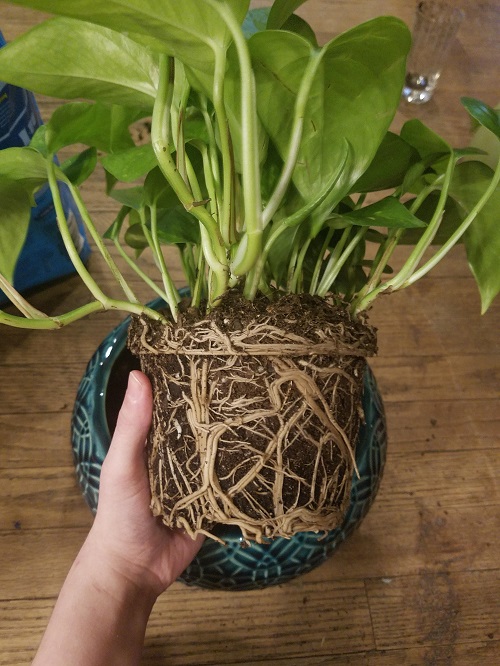 pothos root bound