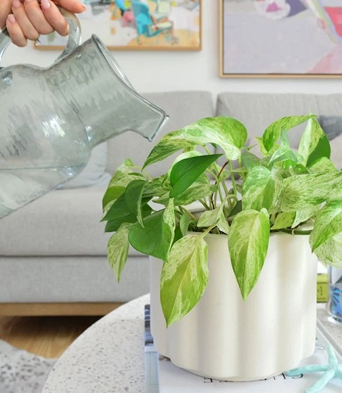 pothos watering