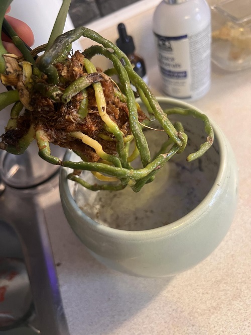 roots have white-to-yellow tips