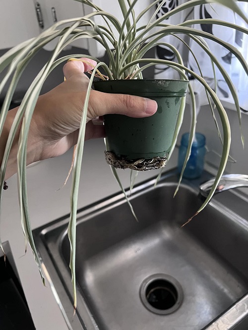 drainage holes