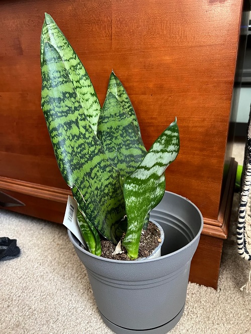 snake plant repot 2