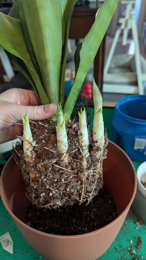 snake plant repot