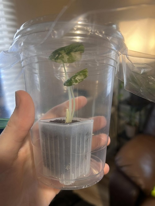 tissue culture plant dome 2