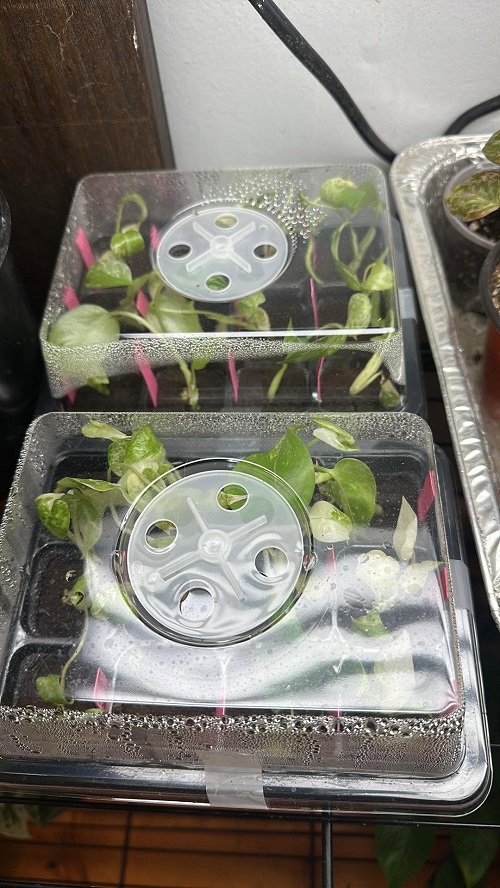 tissue culture plant dome