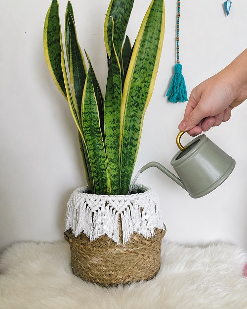 watering indoor plants