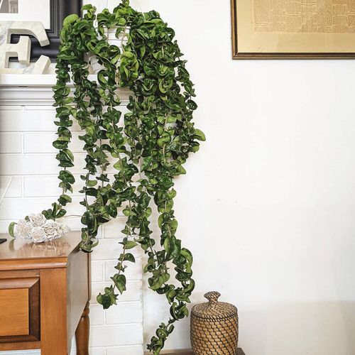 Hoya carnosa 'Compacta'