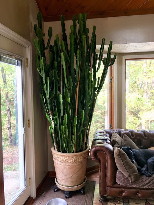 African Milk Tree