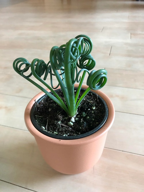 Albuca spiralis