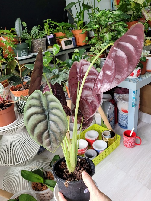 Alocasia Red Secret
