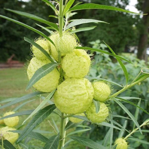 Balloon Plant seed pot