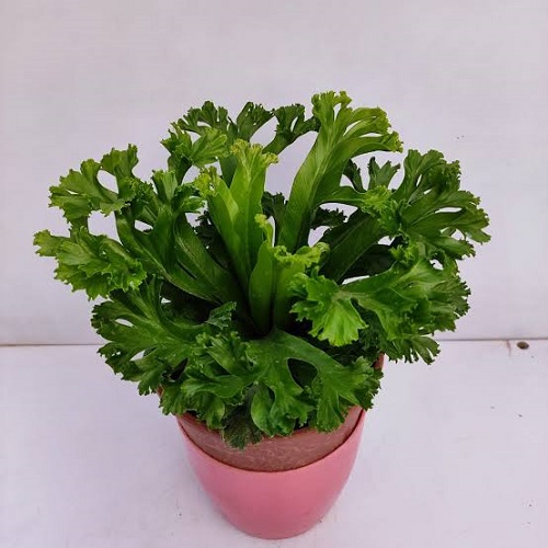 Bird Nest Fern