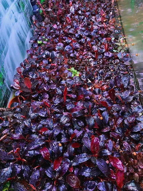Bucephalandra ‘Deep Purple’