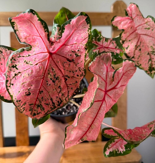 Caladium Pink Beauty 
