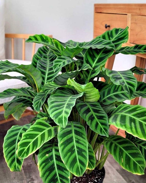 Calathea Zebra Plant