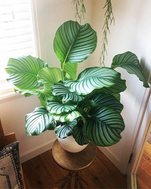 indoor plant near window
