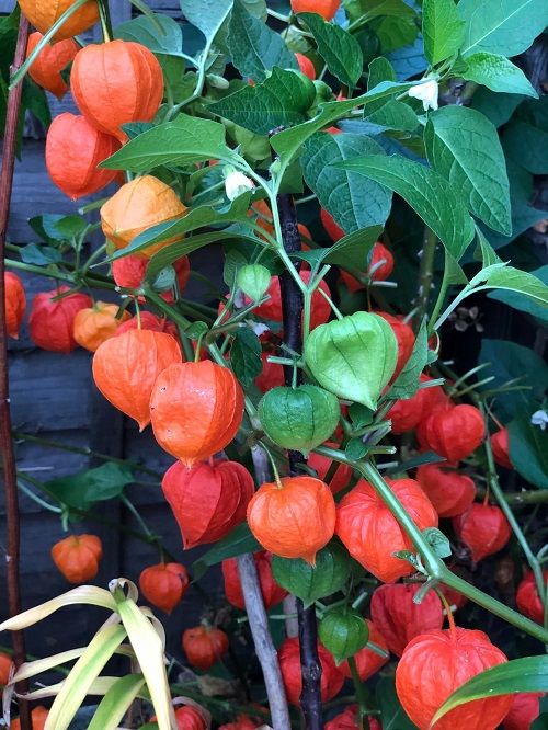 Chinese Lantern