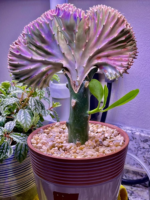 Coral Cactus