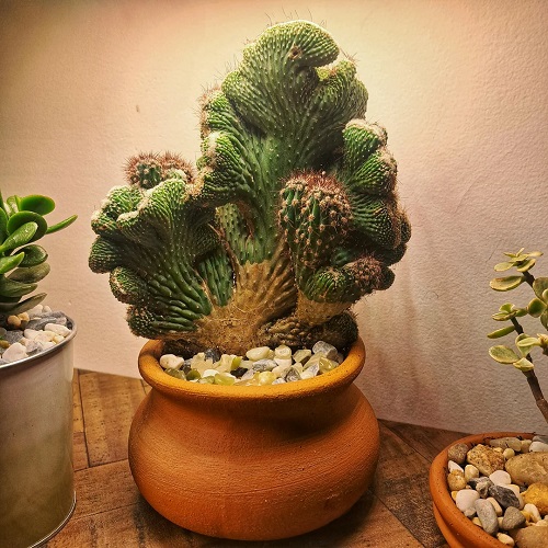 Crested Apple Cactus