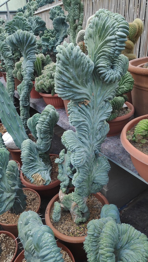 Crested Blue Candle Cactus