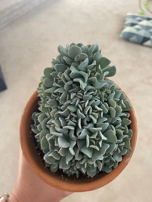 Crested Echeveria