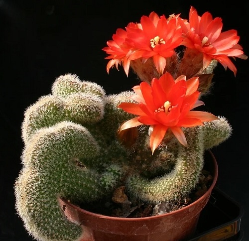 Crested Peanut Cactus