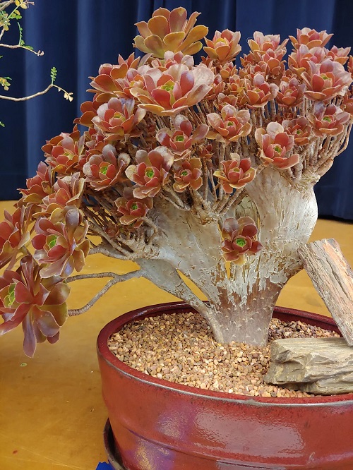 Crested Tree Aeonium
