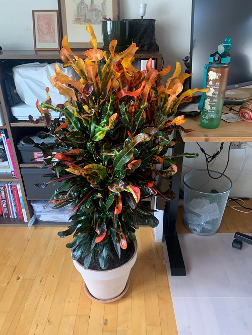 Croton Mammy