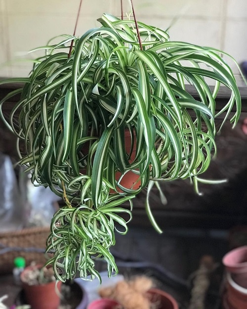 Unique Houseplants With Naturally Curved Leaves You Will Love