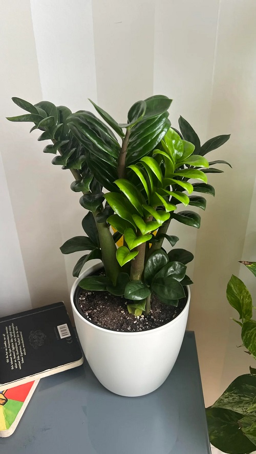 Curly ZZ Plant