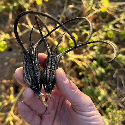 Devil's Claw seed pods 