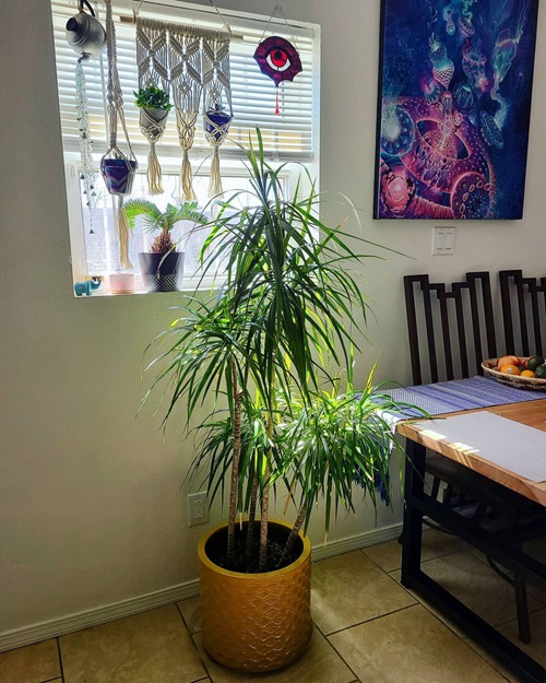 Houseplants with Patterned Stems