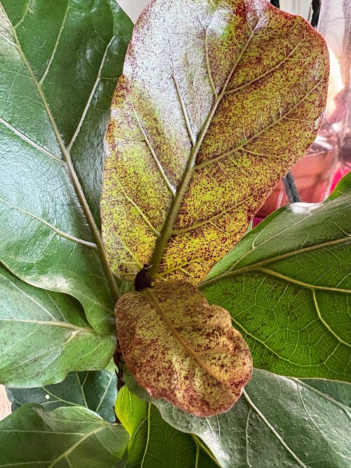 Easy Ways To Treat Edema on Houseplant Leaves