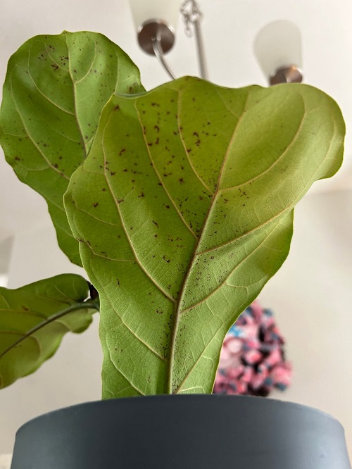 What Exactly Is Edema on Houseplant Leaves?