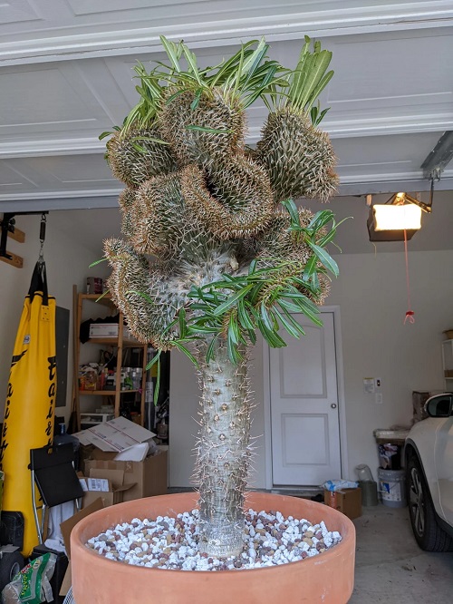 Fasciated Madagascar Palm