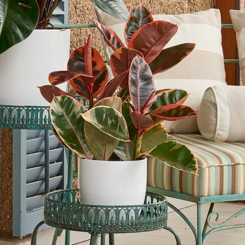 Ficus elastica 'Ruby
