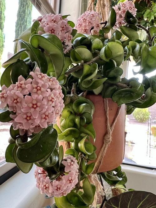 Hoya carnosa 'Compacta'