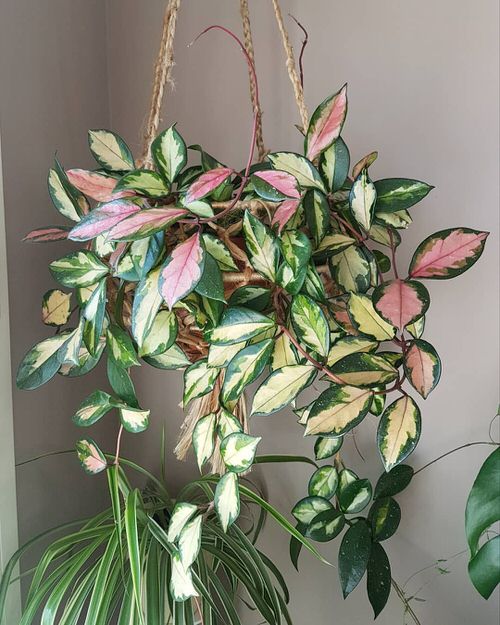 Hoya Tricolor