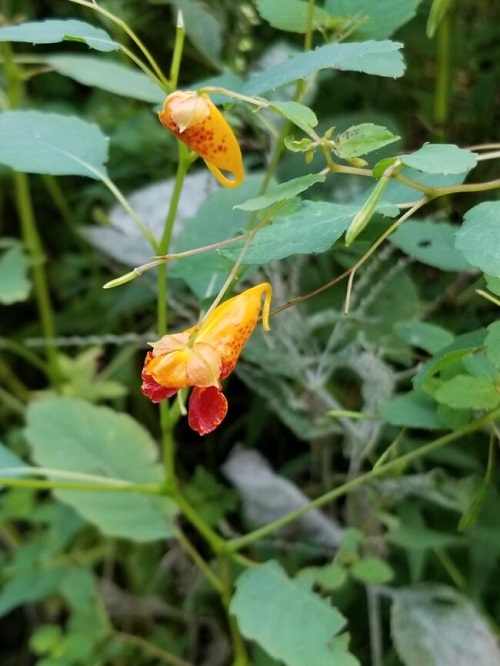 Jewelweed 