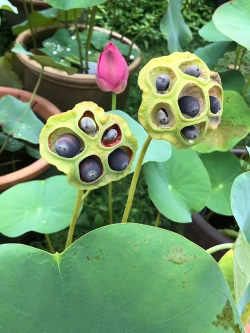 Lotus Pod 