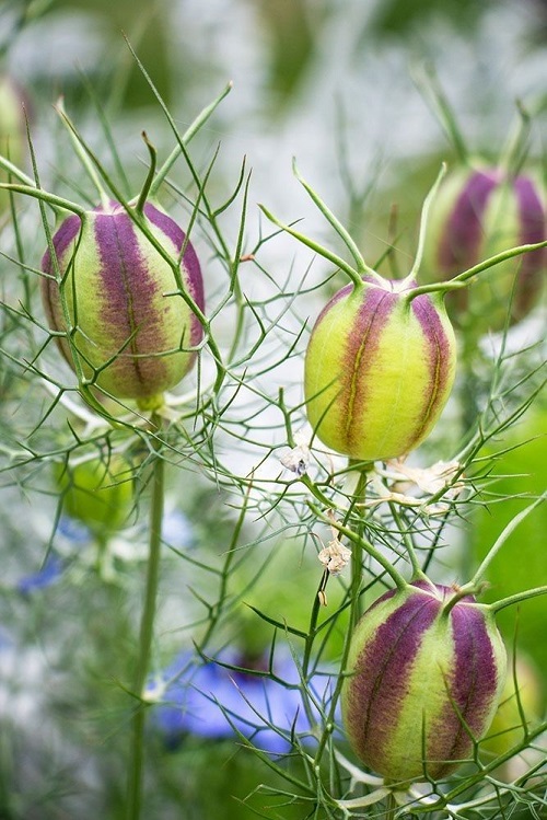 Love-in-a-Mist seed pods
