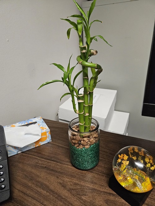 Lucky Bamboo