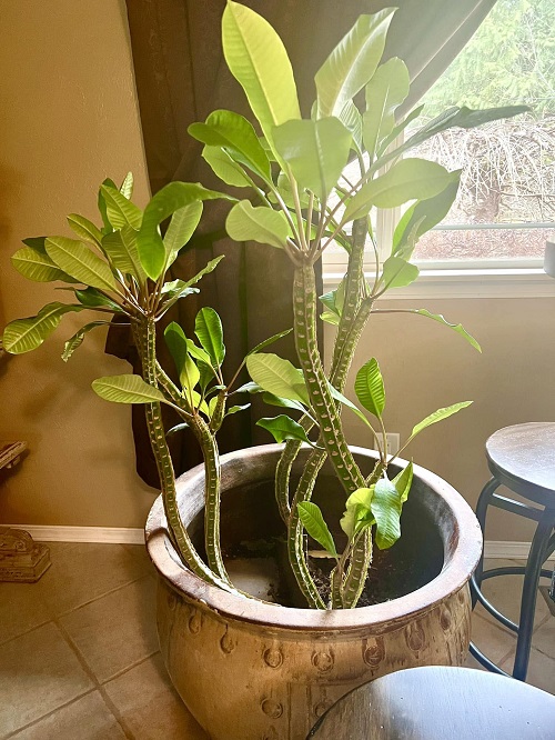Madagascar Jewel