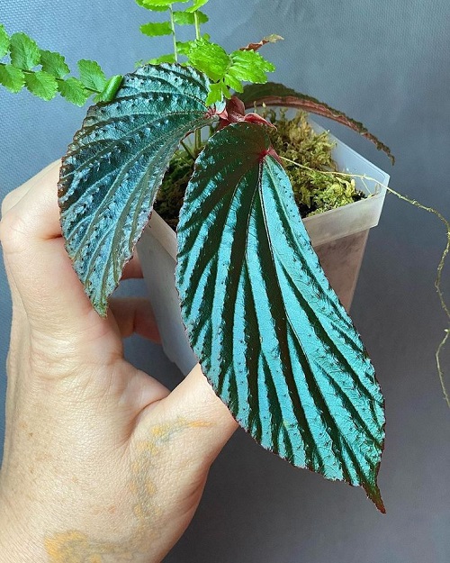 Metallic Blue Begonia